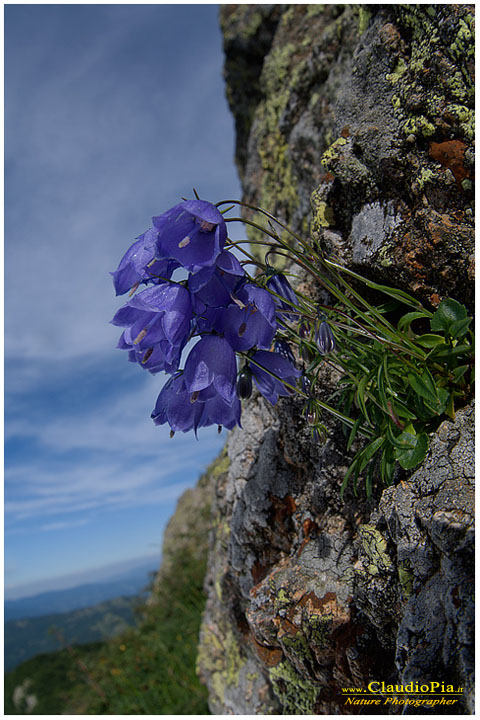 campanula cochleariifolia, fiori di montagna, fiori alpini in Alta Val d'Aveto